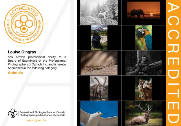 PPOC-Accreditation-Louise-Gingras-Animals